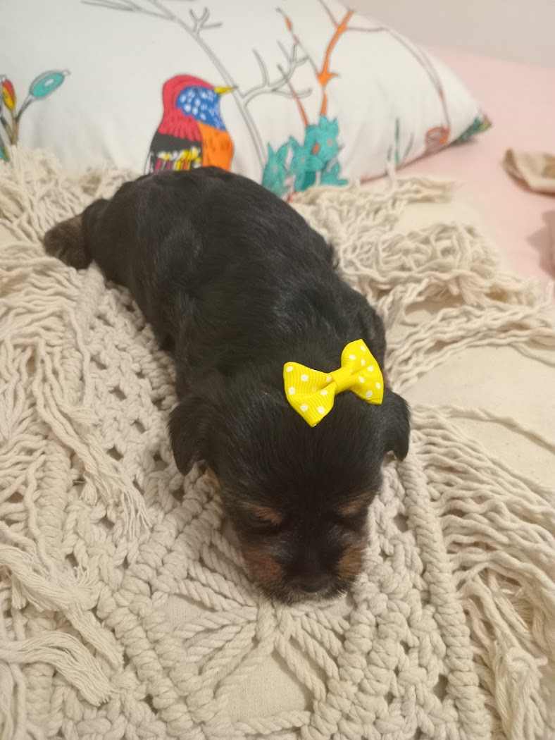Trans Pets